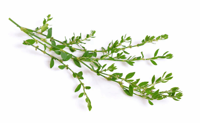 extrait de renouée du Japon