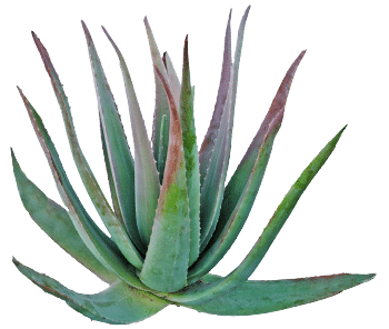 poudre d'agave