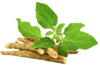poudre d'ashwagandha