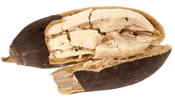 poudre de Baobab