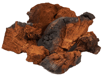 Champignon chaga