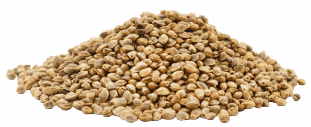 Protéines de chanvre