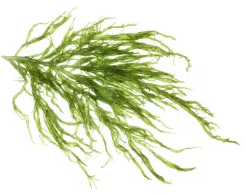 Extrait d'algues varech