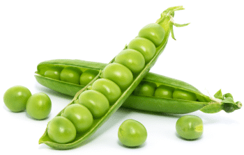 Protéines de pois