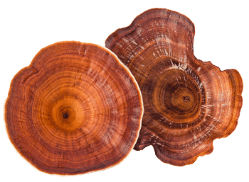 champignon Reishi